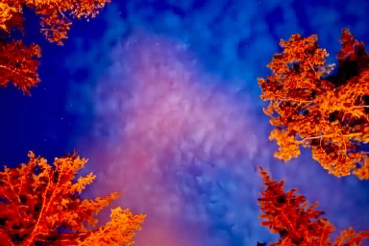 Second Banner