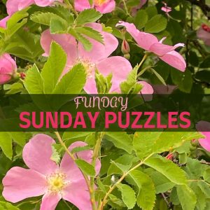 Flowers of Summer. Funday Sunday Puzzles.
