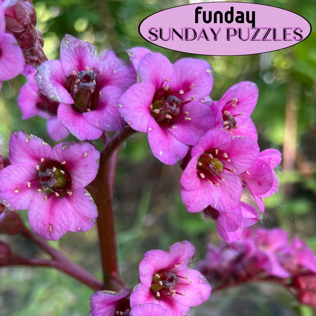 Funday-Sunday-Puzzles. Wordsearch and photo jigsaw.
