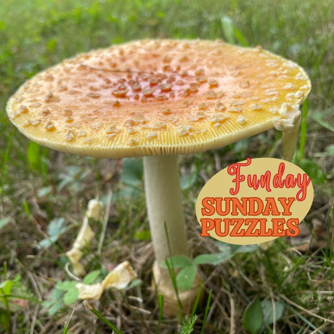 Funday-Sunday-Puzzles. Wordsearch, Jigsaw.