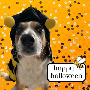 Happy-Halloween-from Maggie.