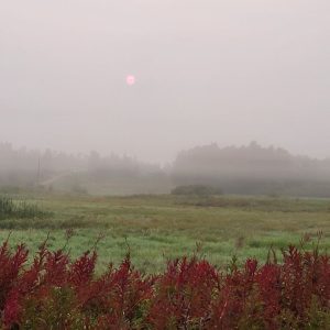 Phyllis-Erasmus-Morning-Mist. Check out all the upcoming events on Your Local Buzz.