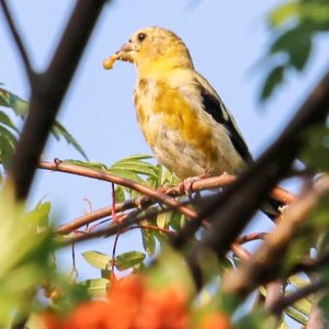 April-Fabbro-Yellow-Grosbeak-Summer-2024.