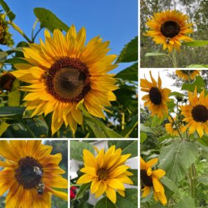 Flowers of Summer Sunflowers.