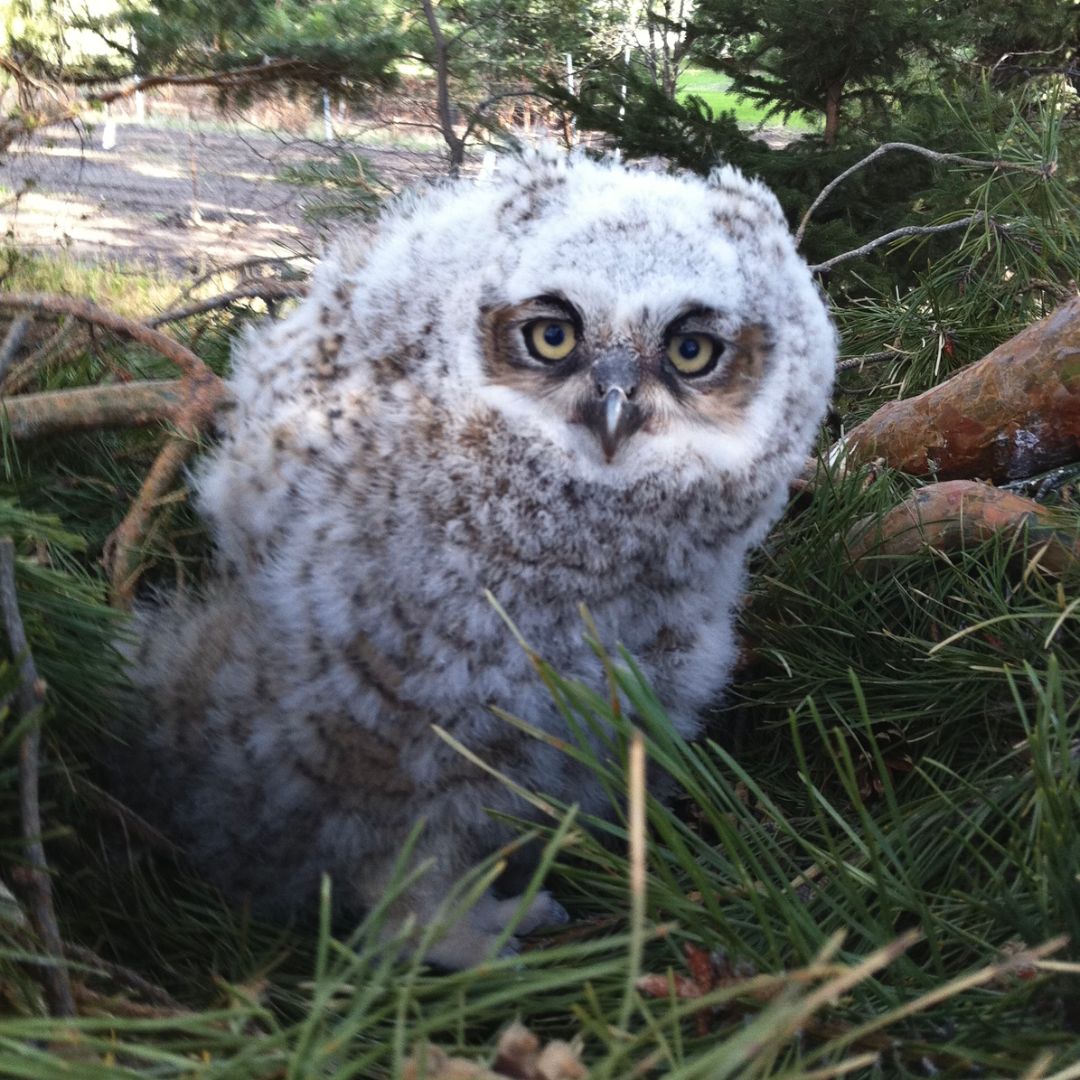 Baby Owl Yvette Barnett.