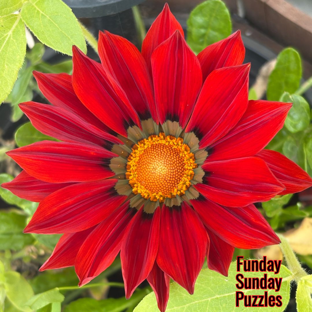Funday Sunday Puzzles; Wordsearch and Jigsaw Fun.