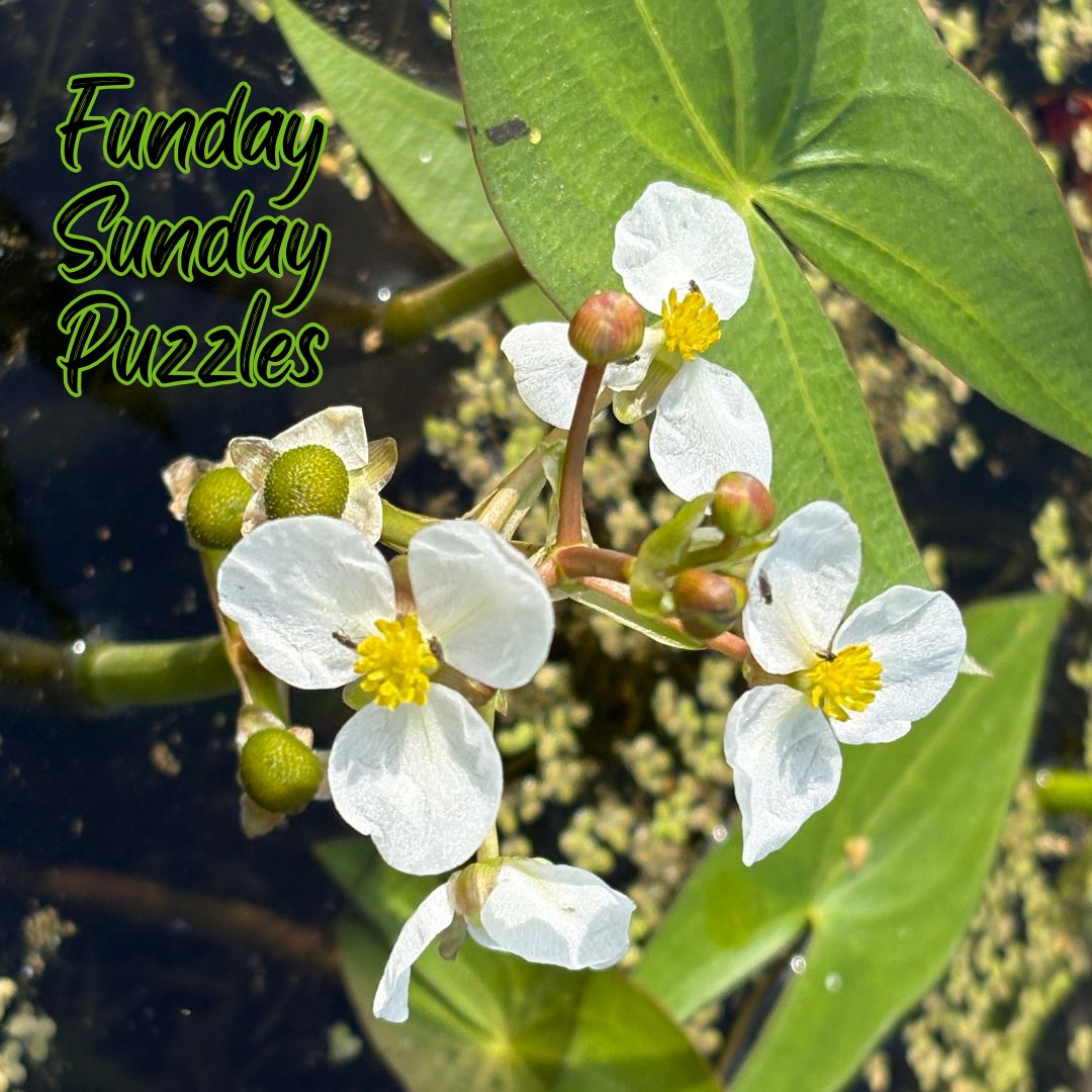 Funday Sunday Puzzles; Wordsearch and Jigsaw Fun.