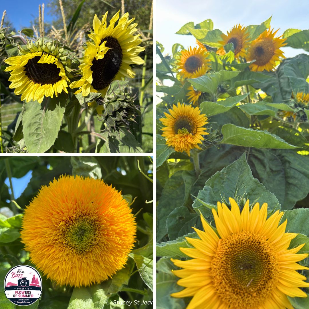 Flowers of Summer Sunflowers 2026.