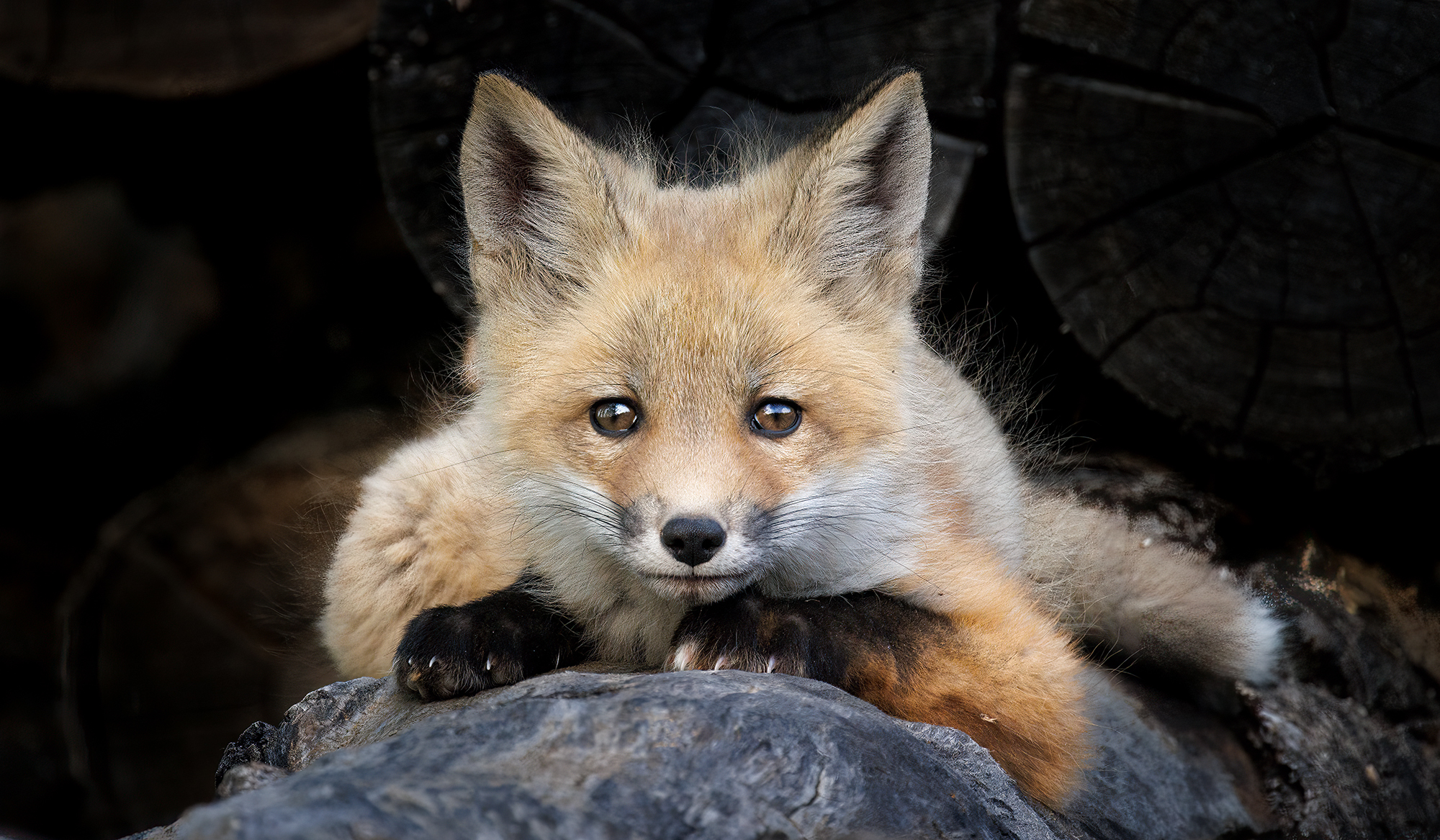 Donna Feledichuk Wildlife Photography